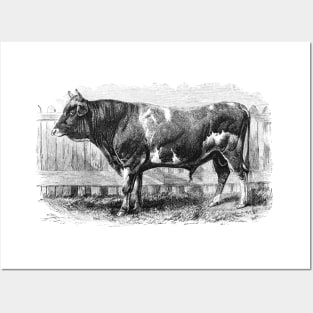 Jersey Bull Black and White Vintage Illustration Posters and Art